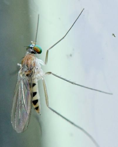 Réf. 358 505 : Neurigona quadrifasciata